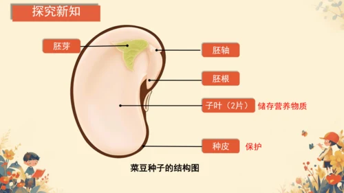 人教版（2024）七年级上册2.1.2种子植物(共20张PPT)+视频素材