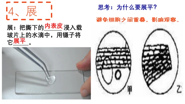 2.1.2 植物细胞（同步课件）-2023-2024学年七年级生物上册同步精品课堂（人教版）(共28