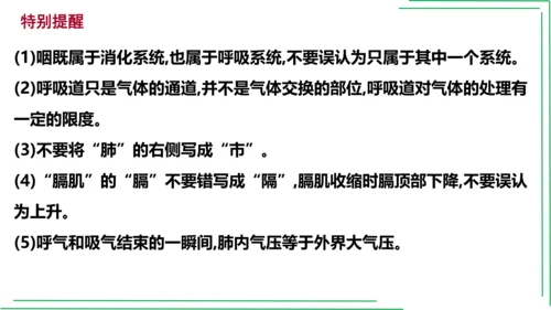 七年级下册 第三章 人体的呼吸【2023春人教七下生物期中期末复习课件】(共28张PPT)