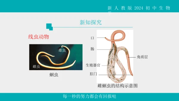 人教版生物七年级上册2.2.1《无脊椎动物》教学课件(共40张PPT)+视频素材