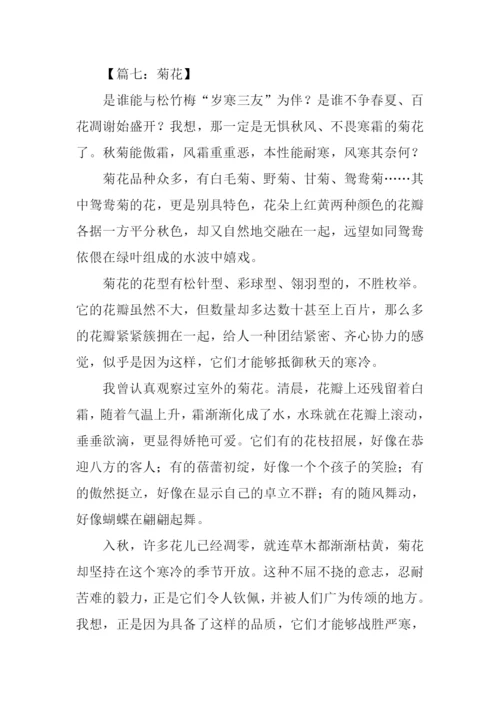 写菊花的作文400字.docx