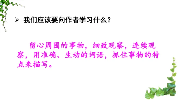 10 爬山虎的脚  课件