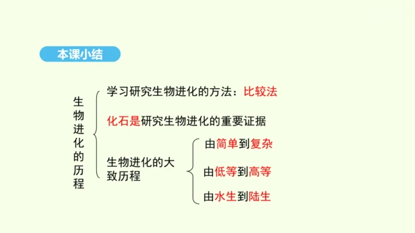 7.3.2生物进化的历程课件-人教版生物八年级下册(共23张PPT)