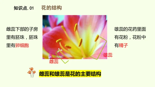 3.1.3开花和结果-七年级生物下学期同步精品课件（2024人教版）(共27张PPT)
