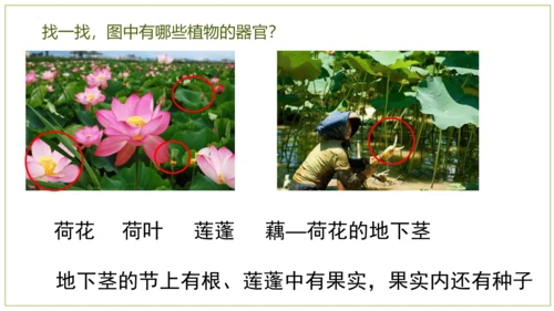2.2.3植物体的结构层次 【说课课件】2023--2024学年人教版生物七年级上册(共42张PPT