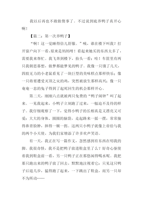 养鸭子作文0.docx