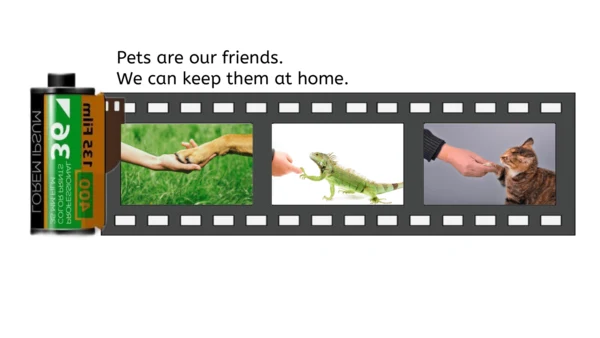 Unit 3 Amazing animals Part B Let's talk（优课）课件（21张
