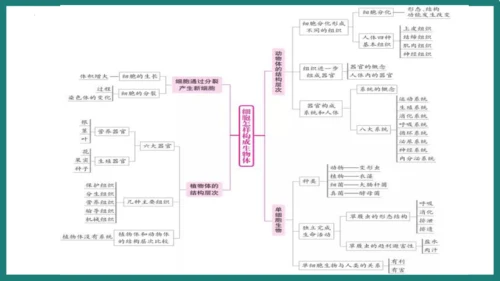 第一单元第三章从细胞到生物体（复习课件）-七年级生物上册同步教学精制课件（人教版2024）(共44张