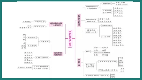 第一单元第三章从细胞到生物体（复习课件）-七年级生物上册同步教学精制课件（人教版2024）(共44张