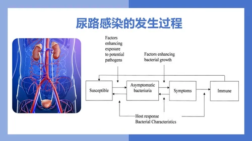 医疗风医疗泌尿系感染PPT模板