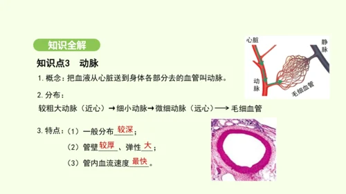 第四单元-第四章-第二节-血流的管道——血管课件-2024-2025学年七年级生物下学期人教版(20