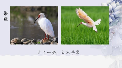 《1 白鹭》课件