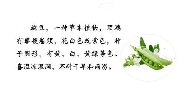 5《一个豆荚里的五粒豆》  课件