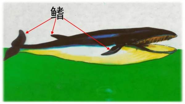 统编版语文五年级上册第五单元 习作例文《鲸》《风向袋的制作》 课件