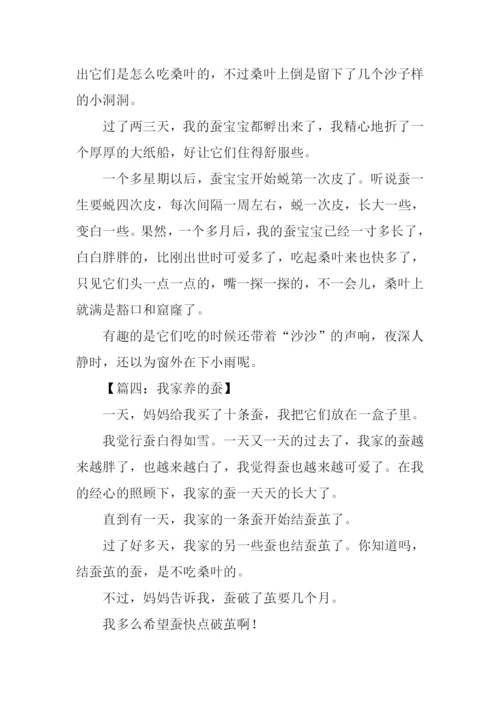 关于养蚕的作文.docx