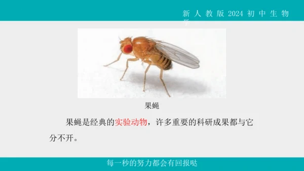 人教版生物七年级上册2.2.1《无脊椎动物》教学课件(共40张PPT)+视频素材