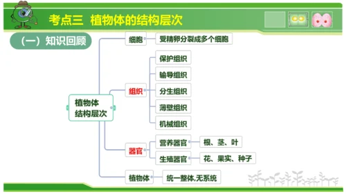 第三章从细胞到生物体（串讲课件）-七年级生物上学期期中考点大串讲（人教版2024）(共40张PPT)