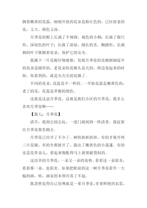 月季花的作文300字-2.docx