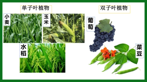 人教版（2024）七年级上册2.1.2 种子植物 课件(共32张PPT)+视频素材