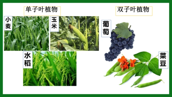 人教版（2024）七年级上册2.1.2 种子植物 课件(共32张PPT)+视频素材