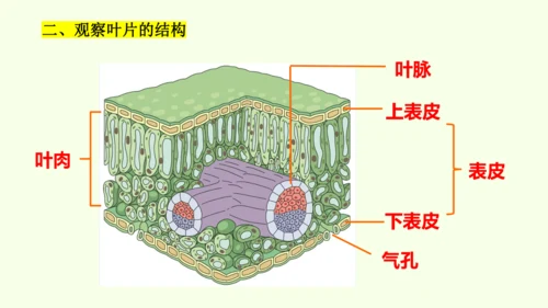 3.2.1水的利用与散失-七年级生物下学期同步精品课件（2024人教版）(共32张PPT)