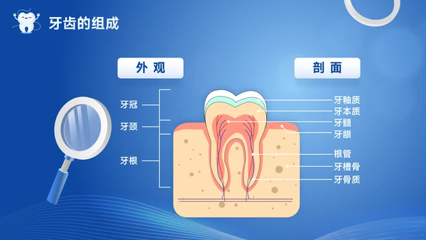 口腔健康牙科牙齿基础知识宣传PPT模板