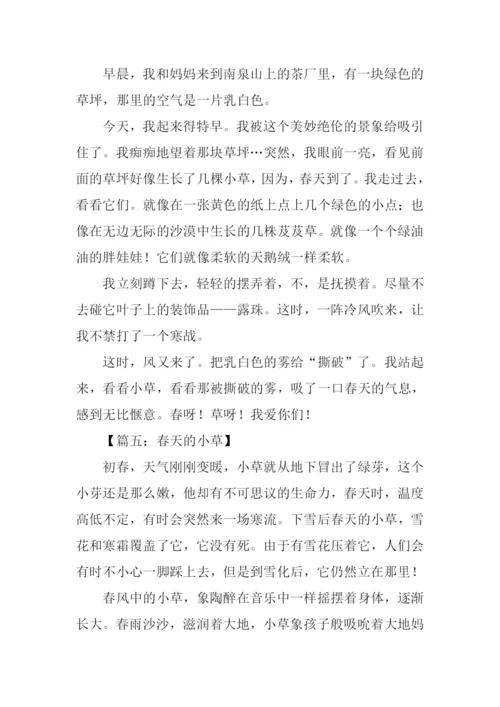 春天的小草作文300字.docx