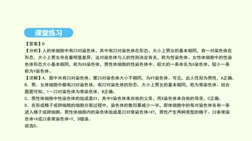 7.2.4人的性别遗传课件-人教版生物八年级下册(共31张PPT)