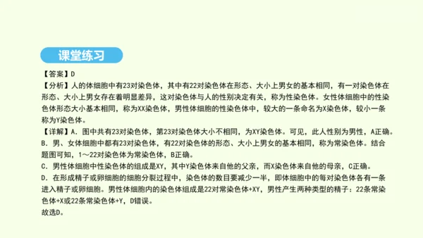 7.2.4人的性别遗传课件-人教版生物八年级下册(共31张PPT)