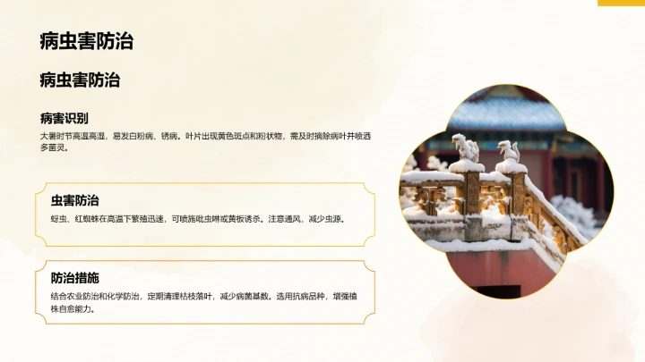 二十四节气大暑PPT模板