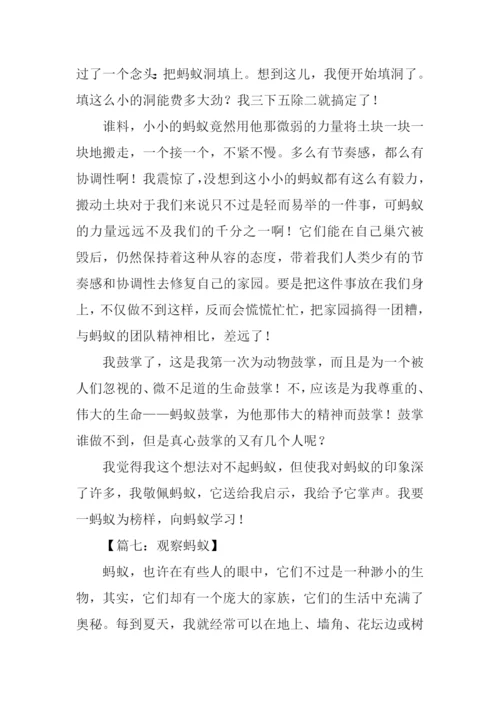 蚂蚁作文-10.docx