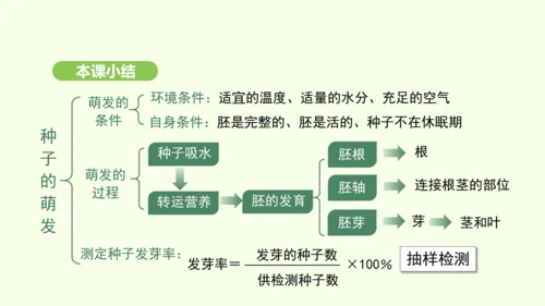 第三单元-第一章-第一节-种子的萌发课件-2024-2025学年七年级生物下学期人教版(2024)(