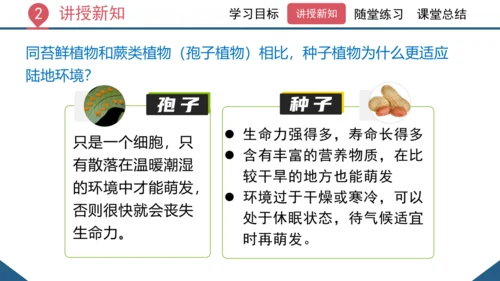 3.1.2  种子植物（课时1 种子的结构）课件-2023-2024学年人教版生物七年级上册(共24