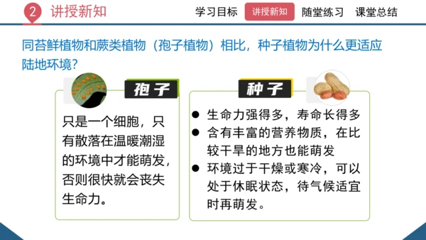 3.1.2  种子植物（课时1 种子的结构）课件-2023-2024学年人教版生物七年级上册(共24