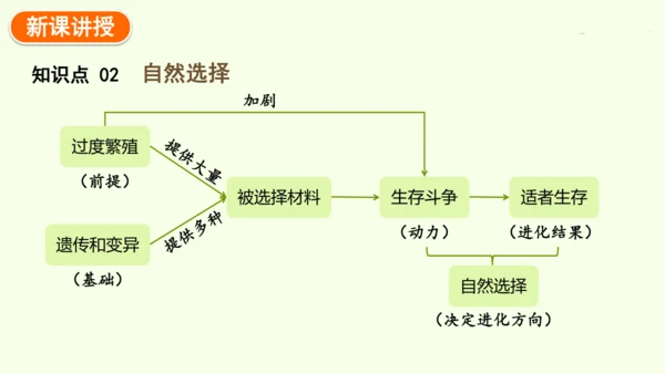 7.3.3生物进化的原因-八年级生物人教版下学期同步精品课件(共44张PPT)