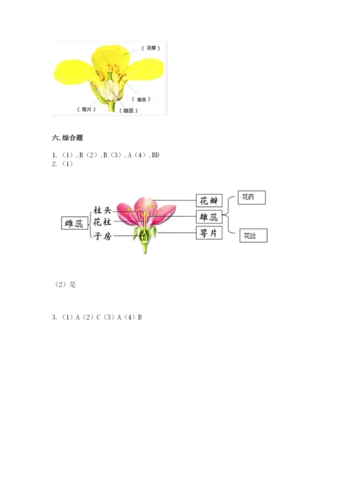 科学四年级下册第一单元植物的生长变化测试卷1套.docx