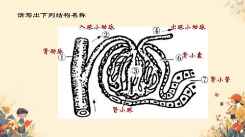 初中生物学[期末专区]七年级下册第四章和第五章复习课件(共39张PPT)