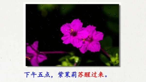 13《花钟》（课件）