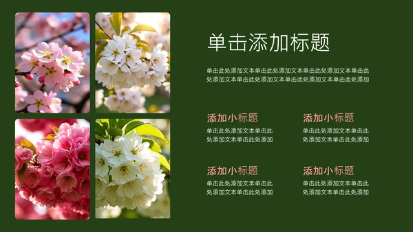 粉绿色简约几何樱花介绍
