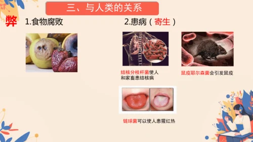 2.3.2细菌课件2024-2025学年人教版生物七年级上册(共18张PPT)