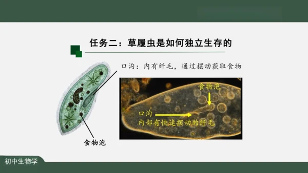 2.2.4 单细胞生物 课件（共24张PPT）
