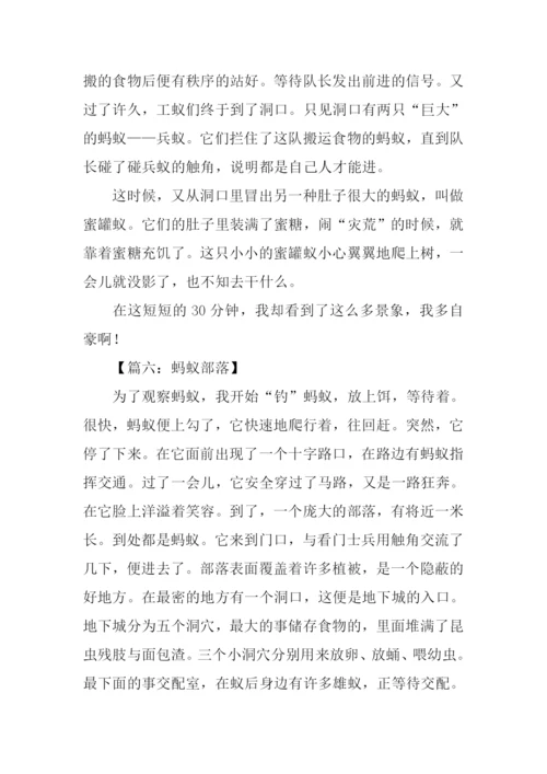 蚂蚁部落作文.docx