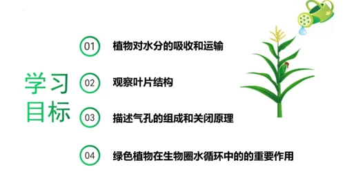 3.3 绿色植物与生物圈的水循环（课件）七年级生物上学期（人教版）(共25张PPT)