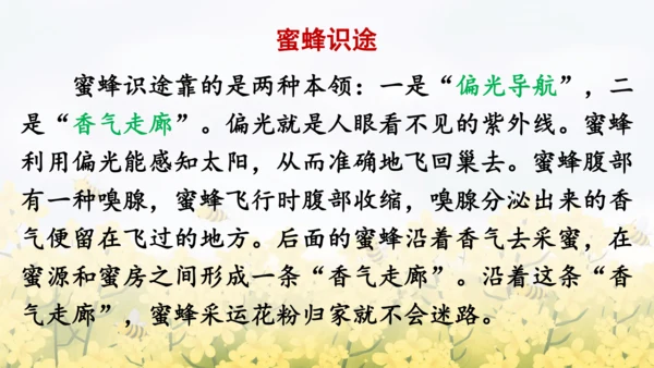 14《蜜蜂》课件