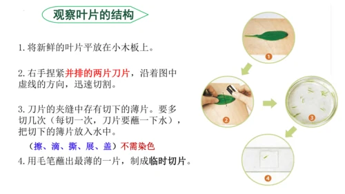3.3 绿色植物与生物圈的水循环（课件）七年级生物上学期（人教版）(共25张PPT)