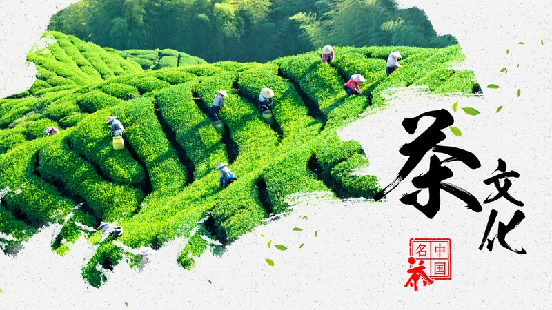 唯美绿色茶园茶文化品茶论道PPT模板