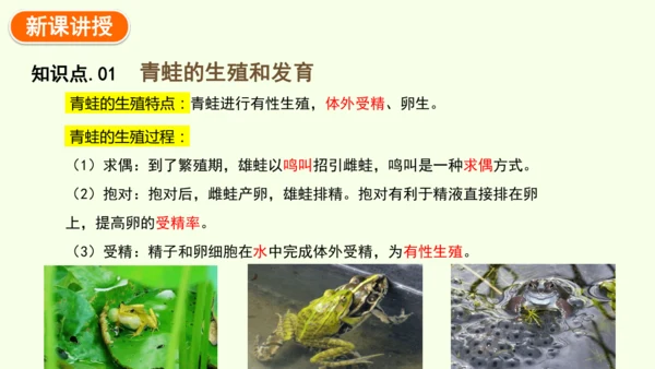 7.1.3两栖动物的生殖和发育-八年级生物人教版下学期同步精品课件(共31张PPT)