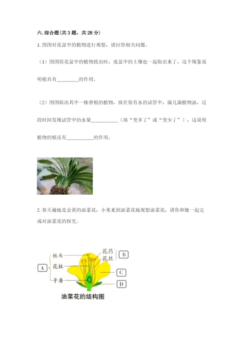 教科版科学四年级下册第一单元《植物的生长变化》测试卷附答案【实用】.docx