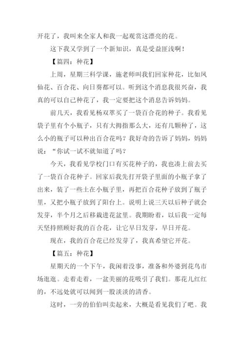 种花作文300字0.docx
