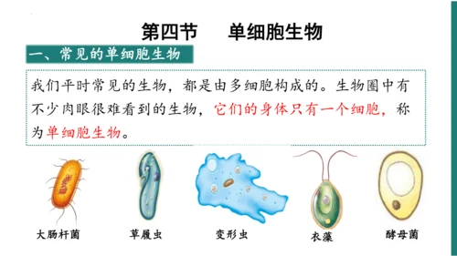 第一单元第三章从细胞到生物体（复习课件）-七年级生物上册同步教学精制课件（人教版2024）(共44张